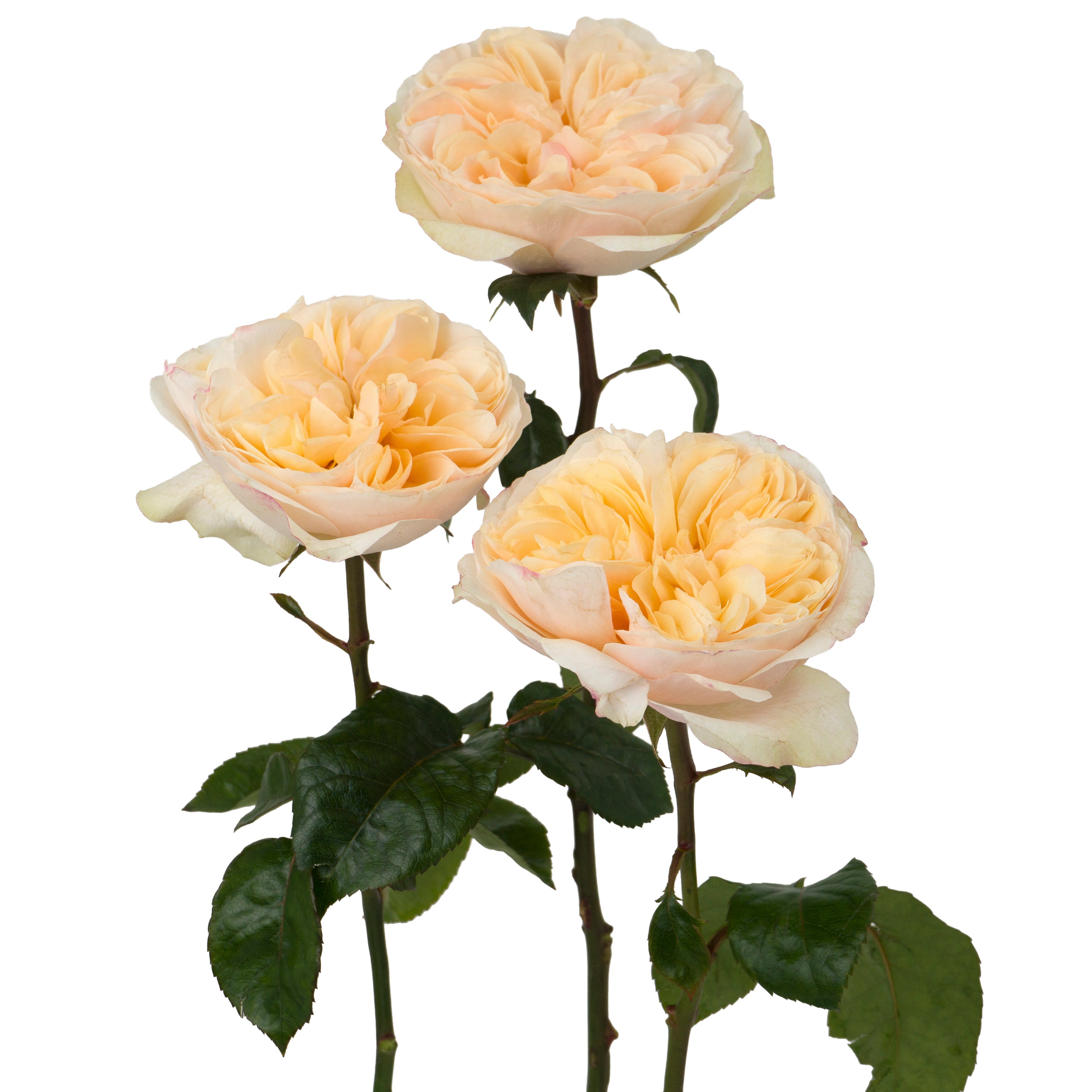 Apricot Tip Top Garden Rose
