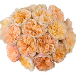 Apricot Tip Top Garden Rose
