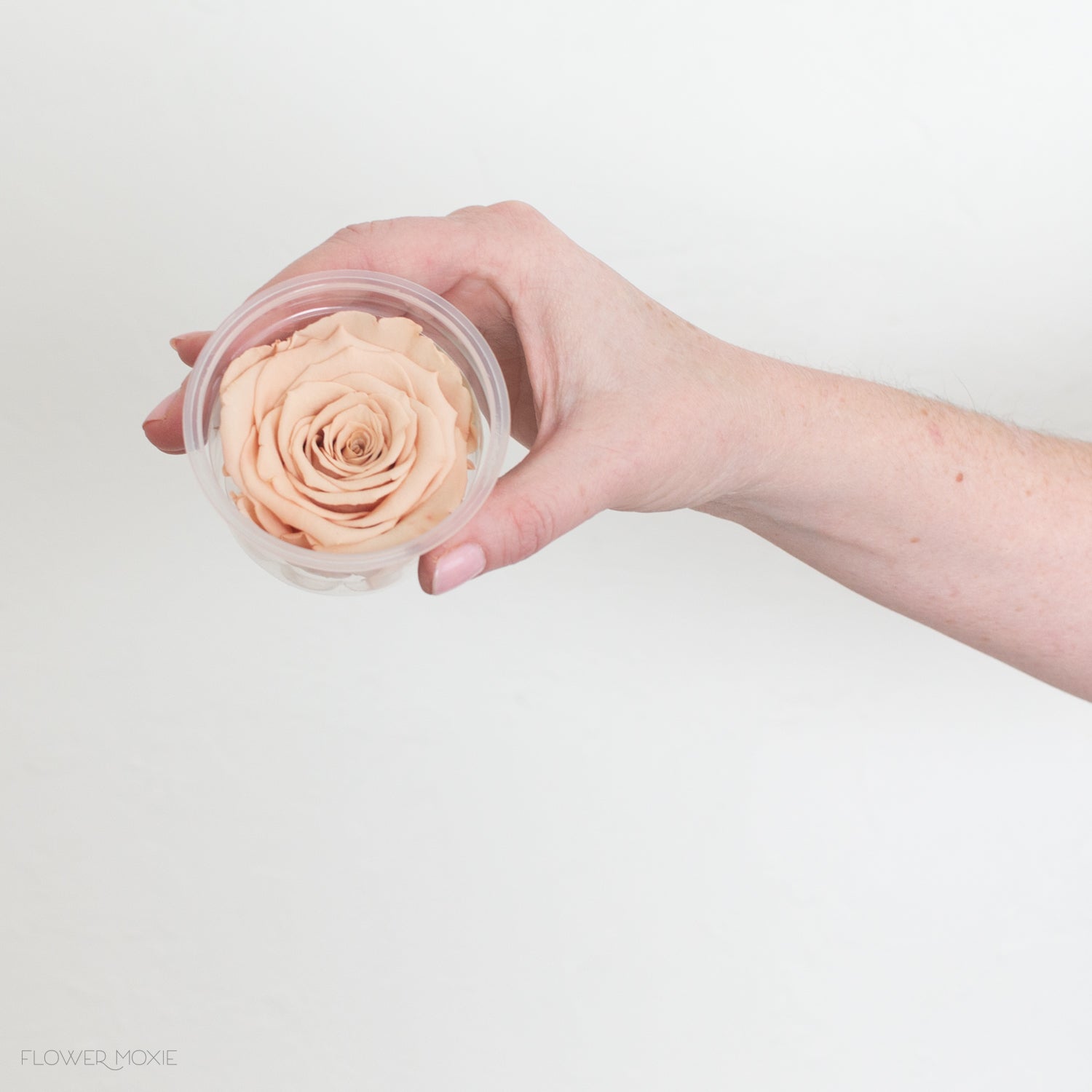 Beige Preserved Roses