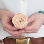 Beige Preserved Roses