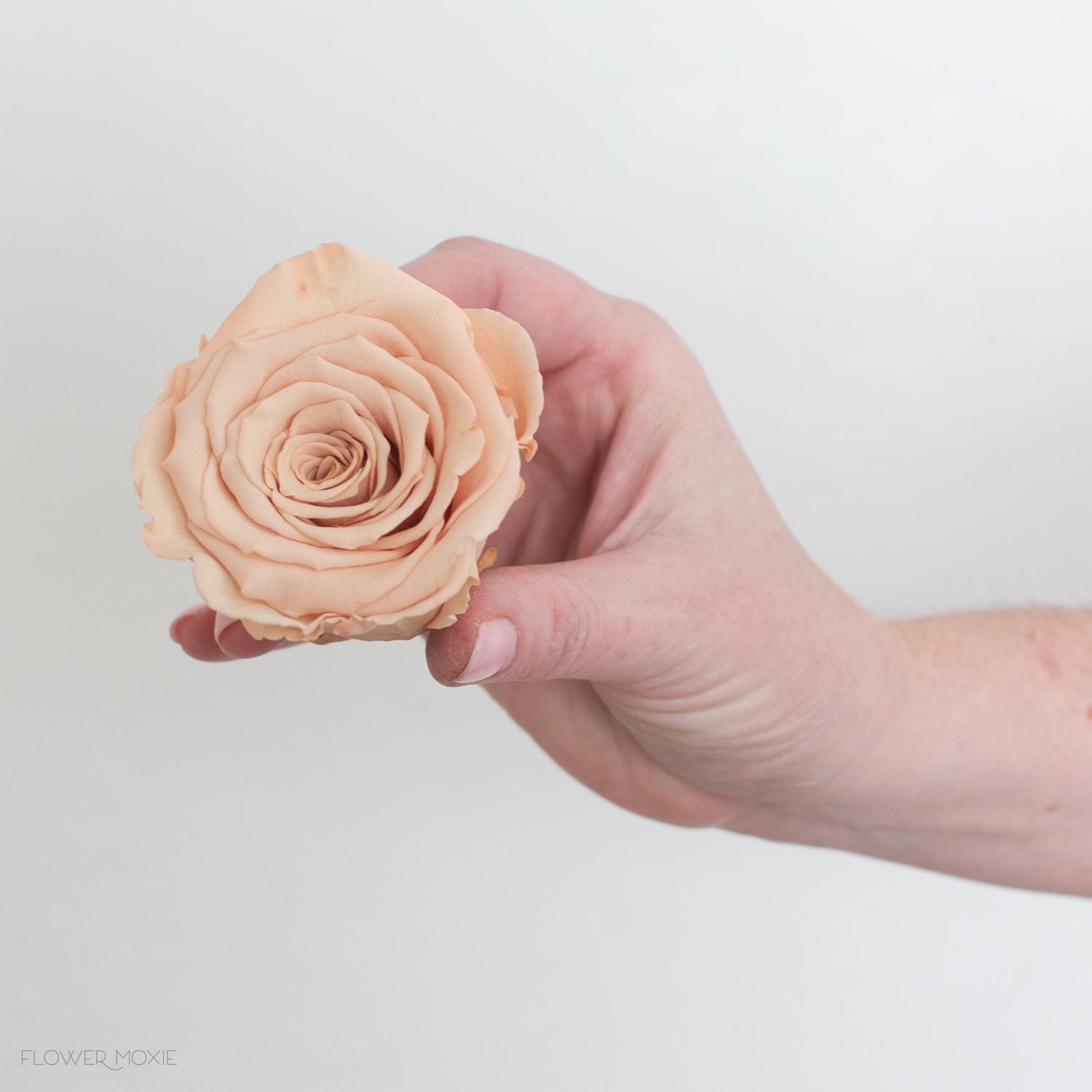 Beige Preserved Roses