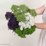 Filler Mixed Box – Purple Touch
