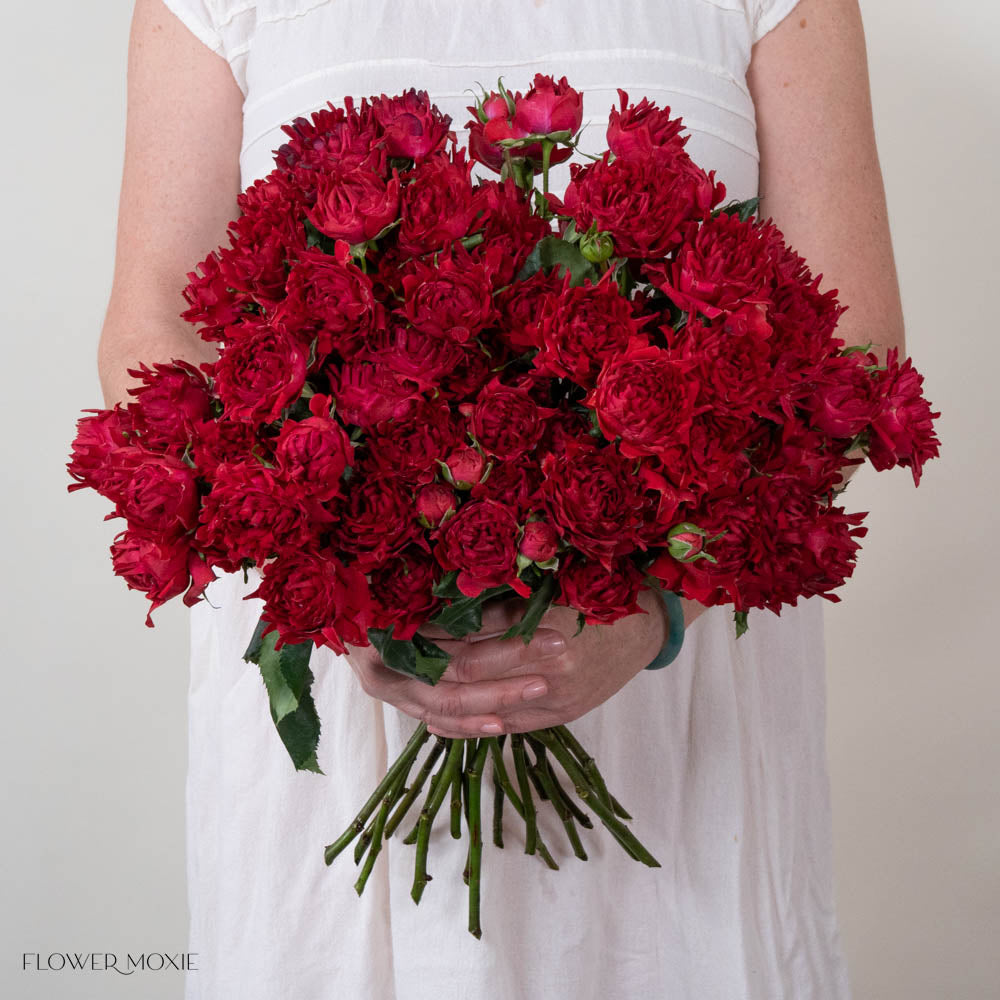 TreasureRedSprayRose 1