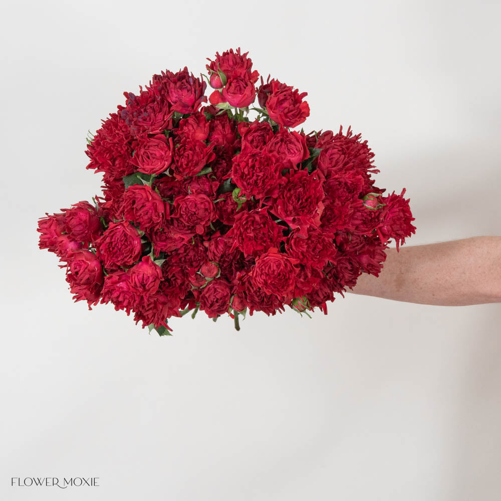 TreasureRedSprayRose 5