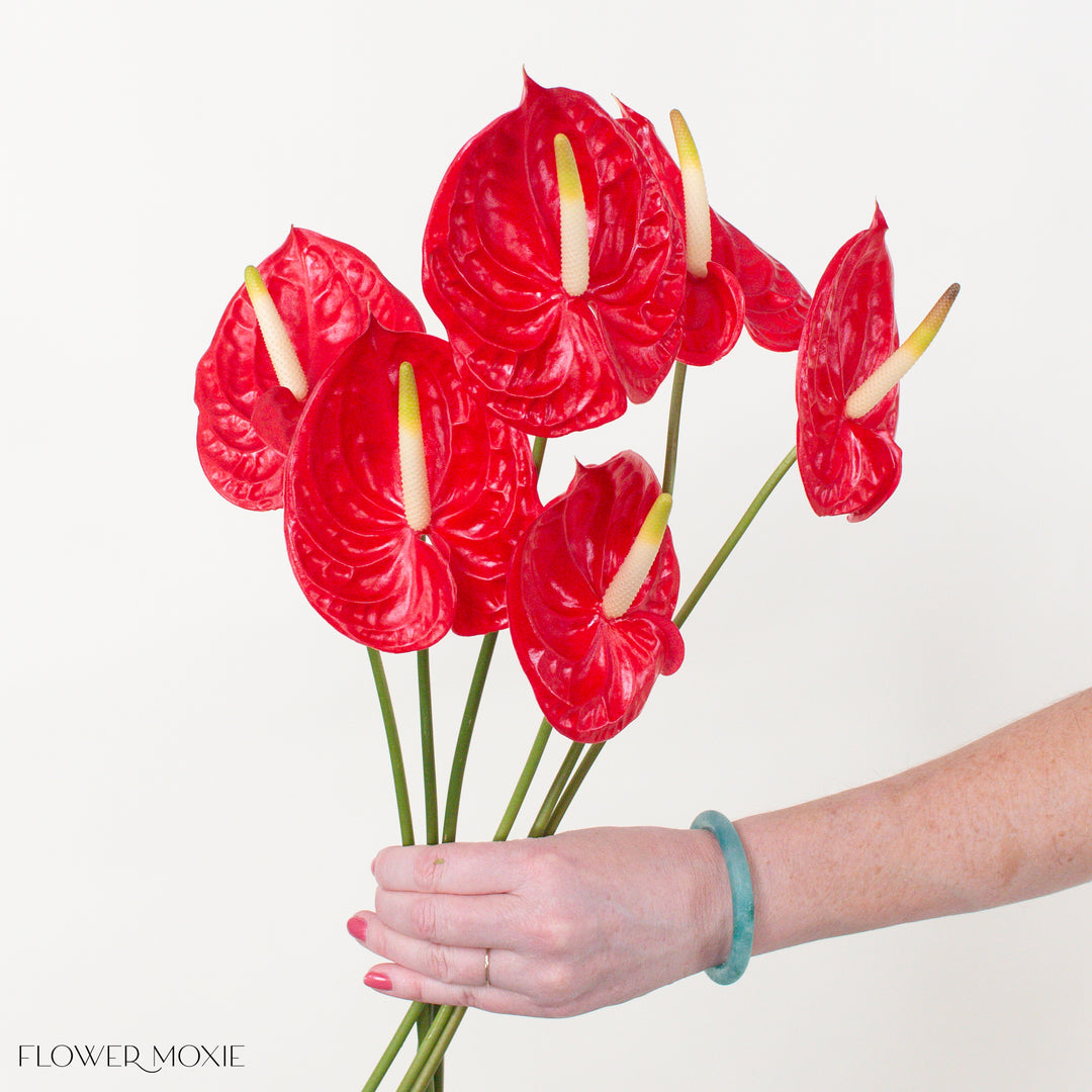 anthurium exotica Tropical Red Anthurium 40 ($6.50 per stem)