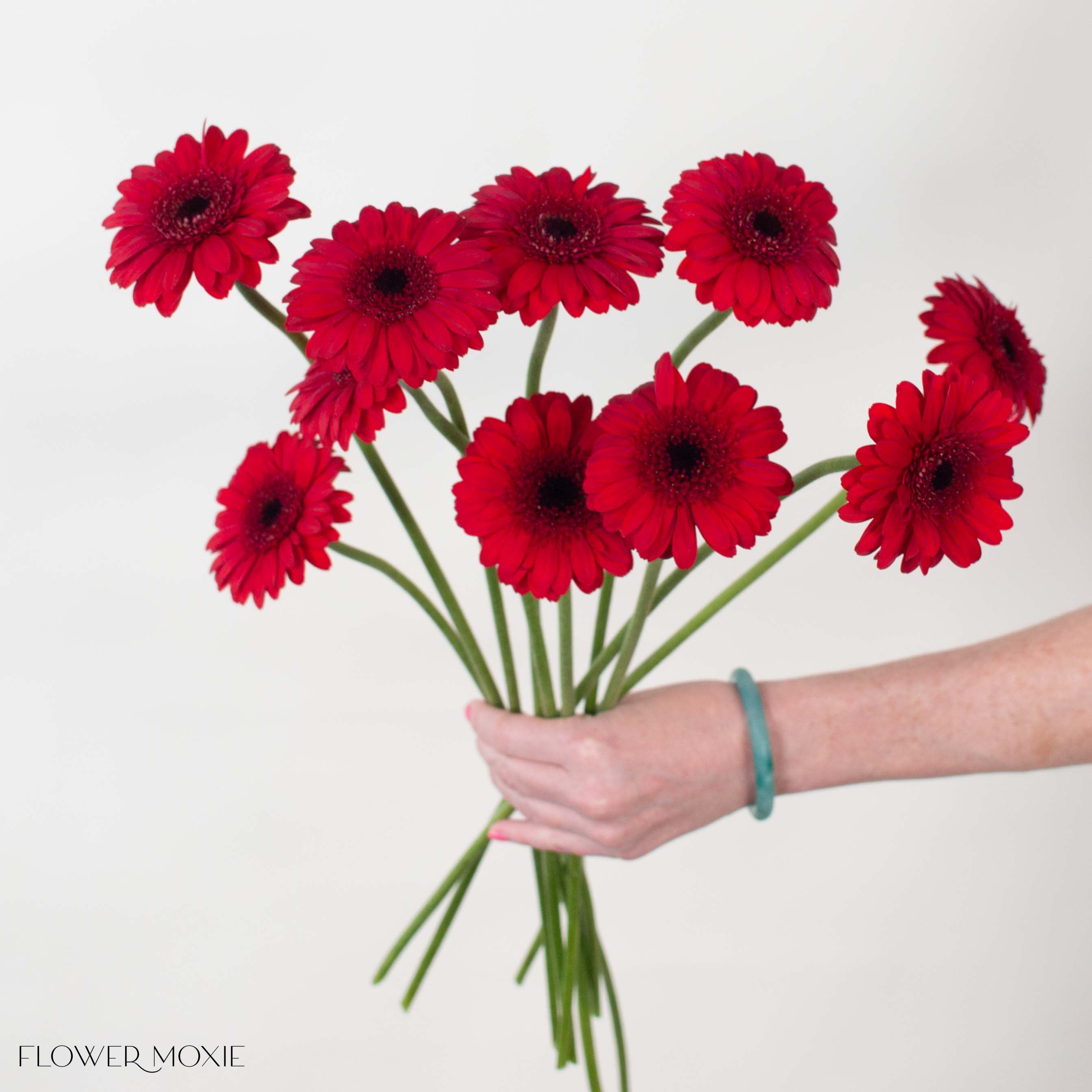 Deep Red Mini Gerbera Daisies | Fresh DIY Wedding Flowers | Flower