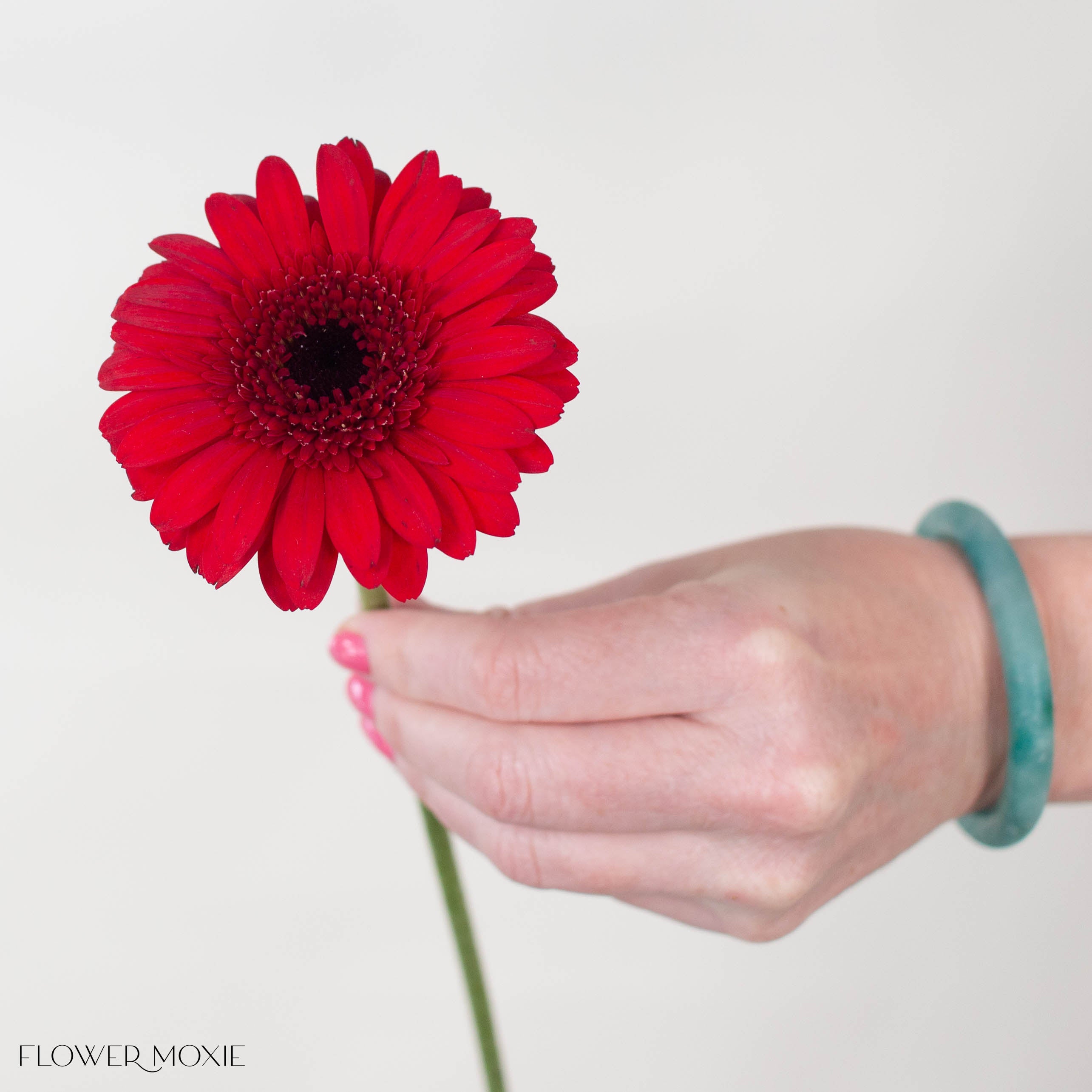 Velluto Red Mini Gerbera
