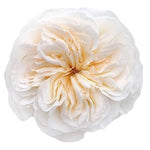 Soft Peach Vicky Garden Rose