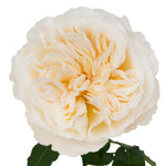 Soft Peach Vicky Garden Rose