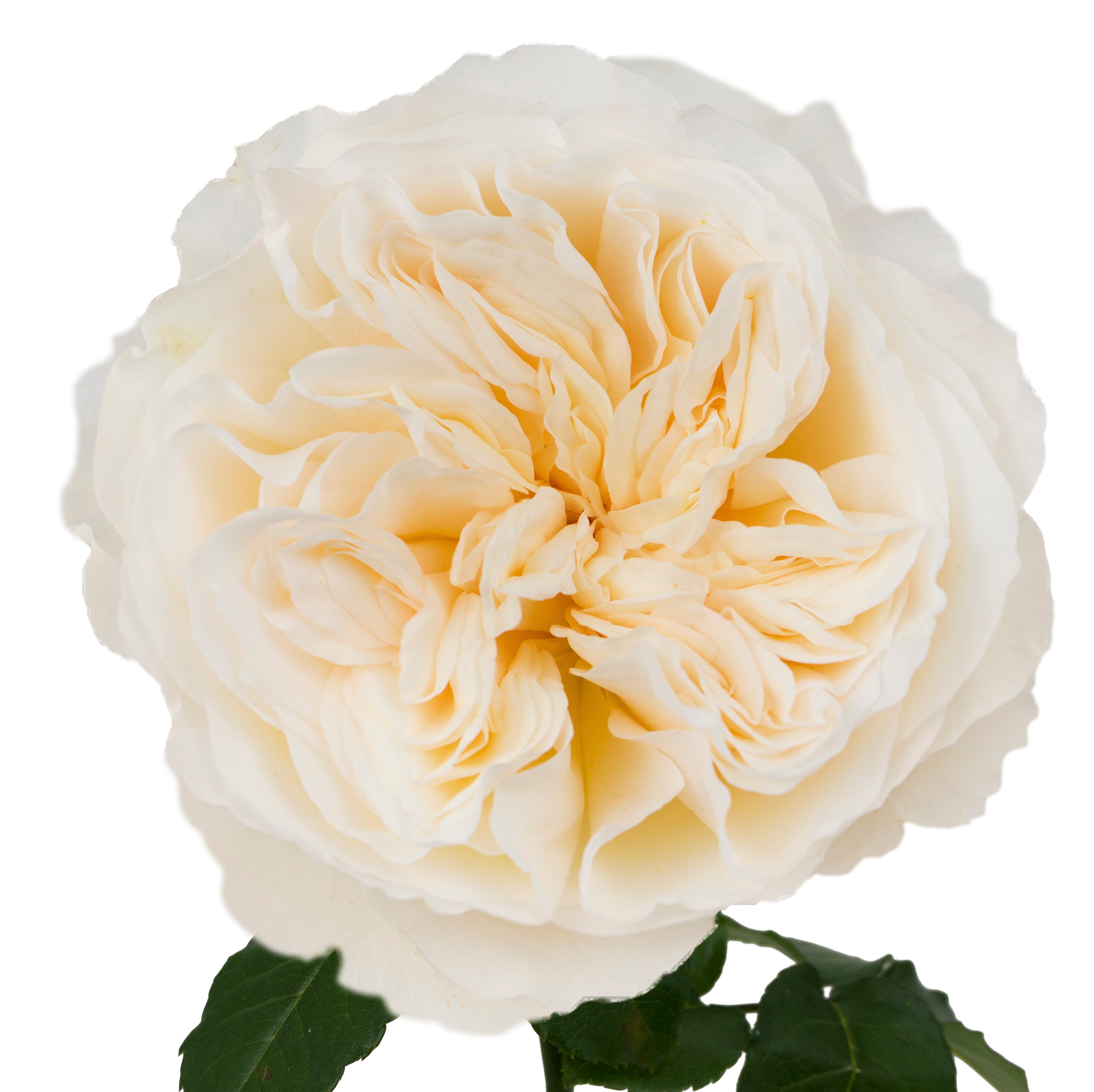 Soft Peach Vicky Garden Rose