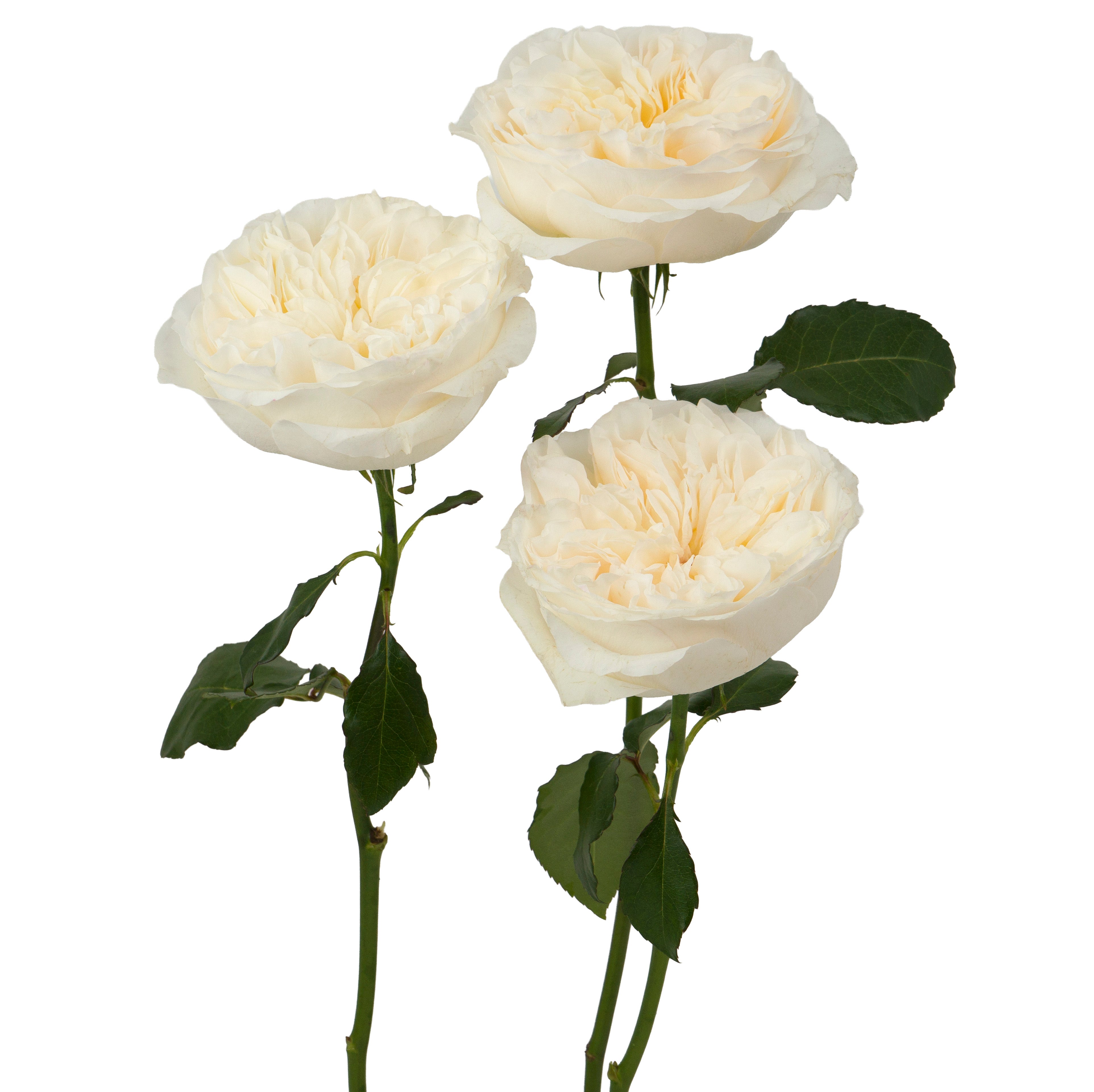Soft Peach Vicky Garden Rose