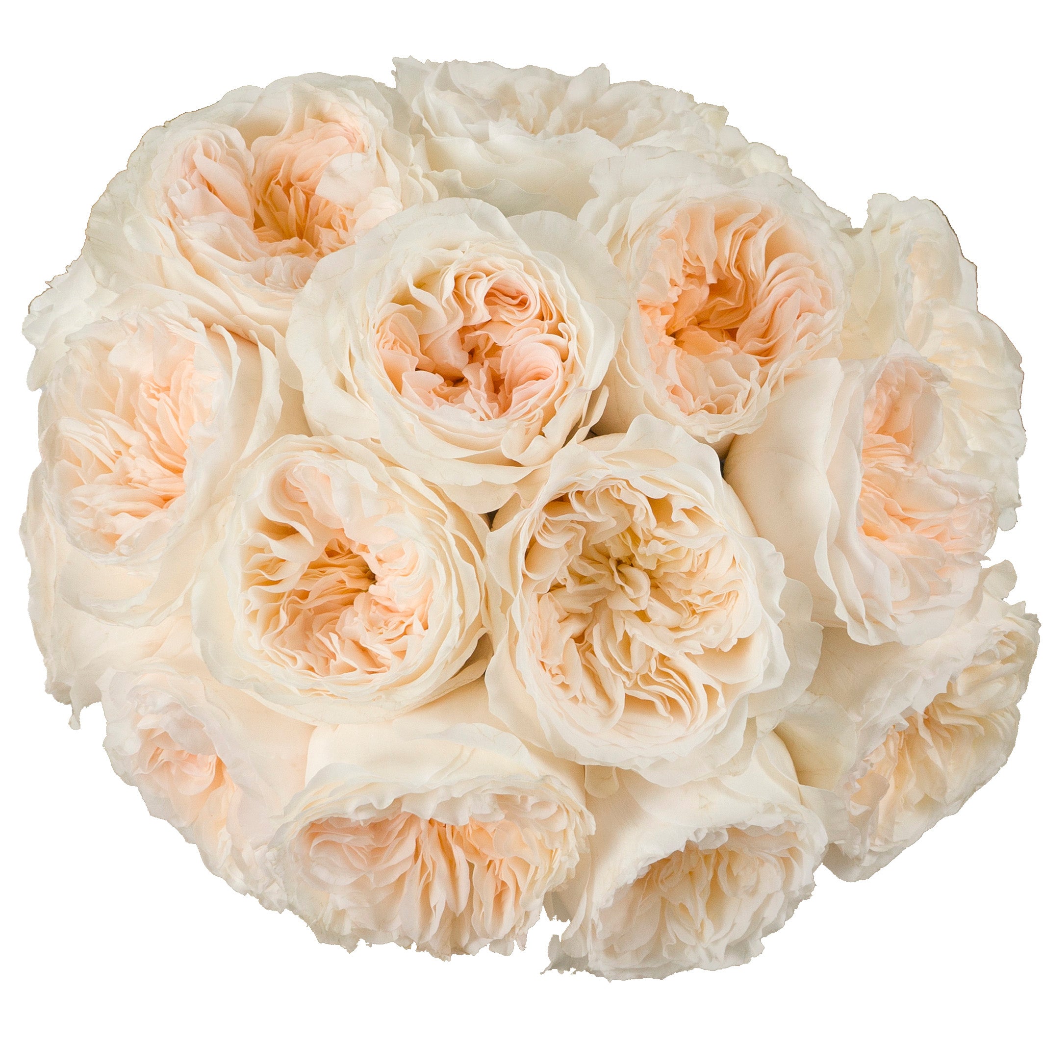 Soft Peach Vicky Garden Rose