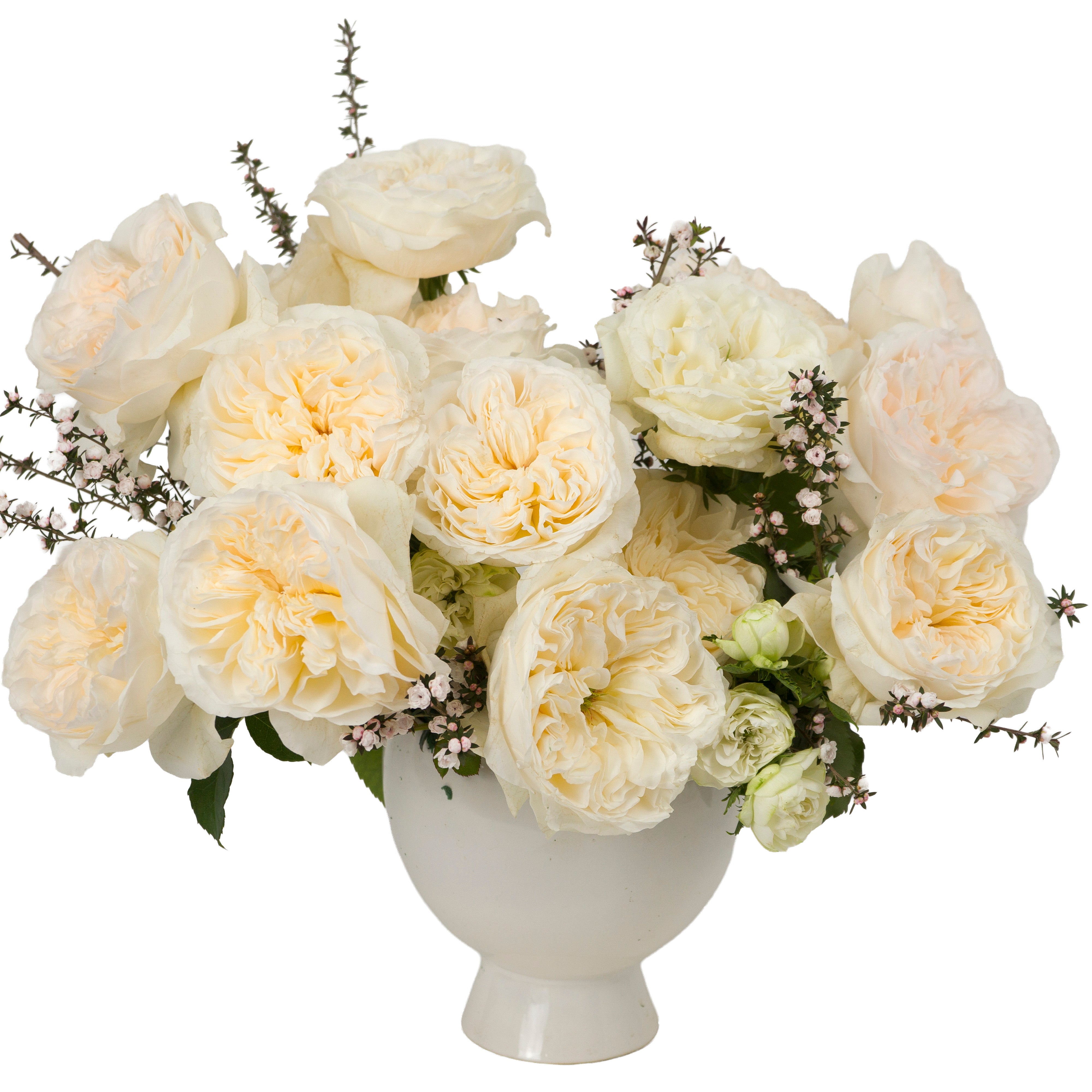 Soft Peach Vicky Garden Rose