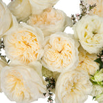 Soft Peach Vicky Garden Rose