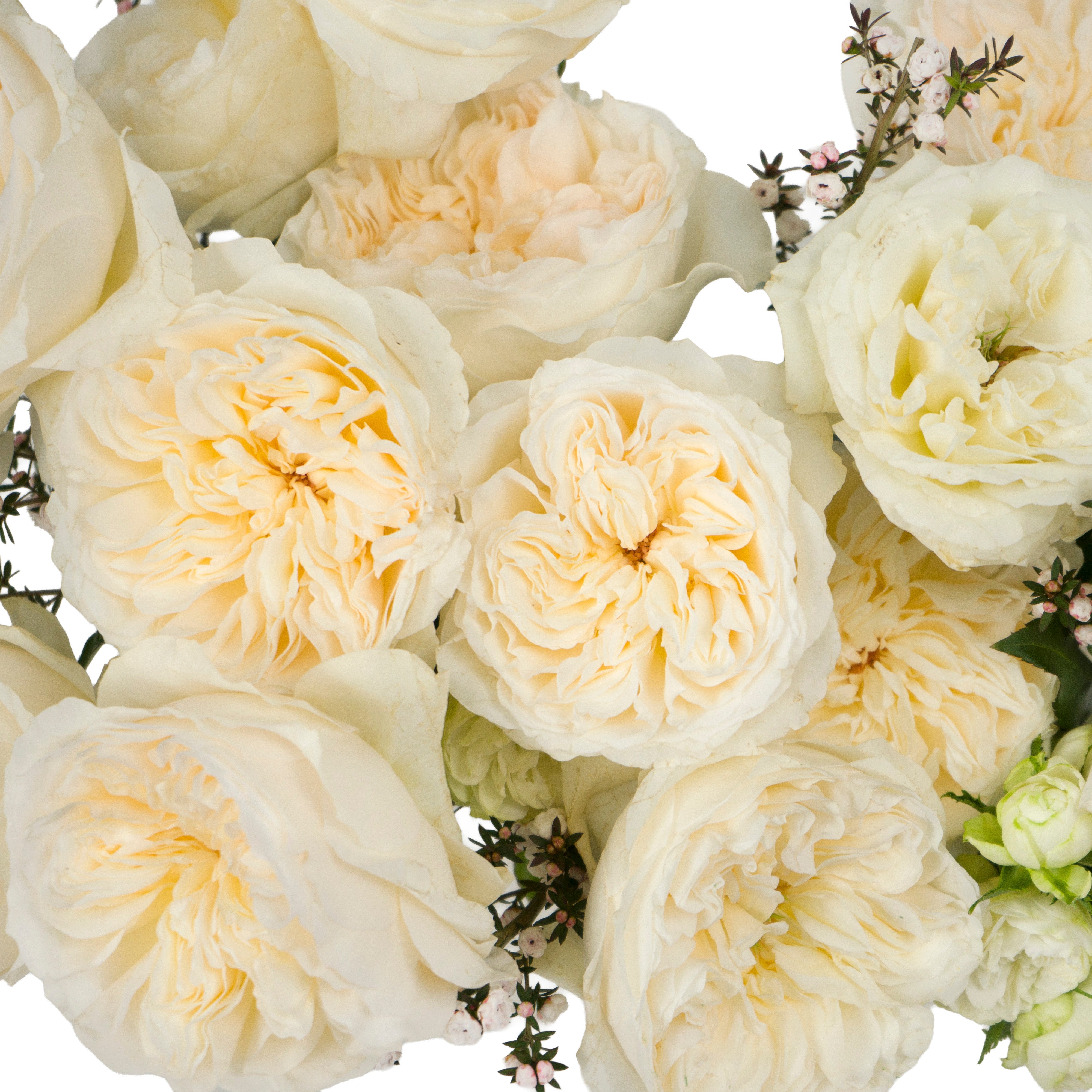 Soft Peach Vicky Garden Rose