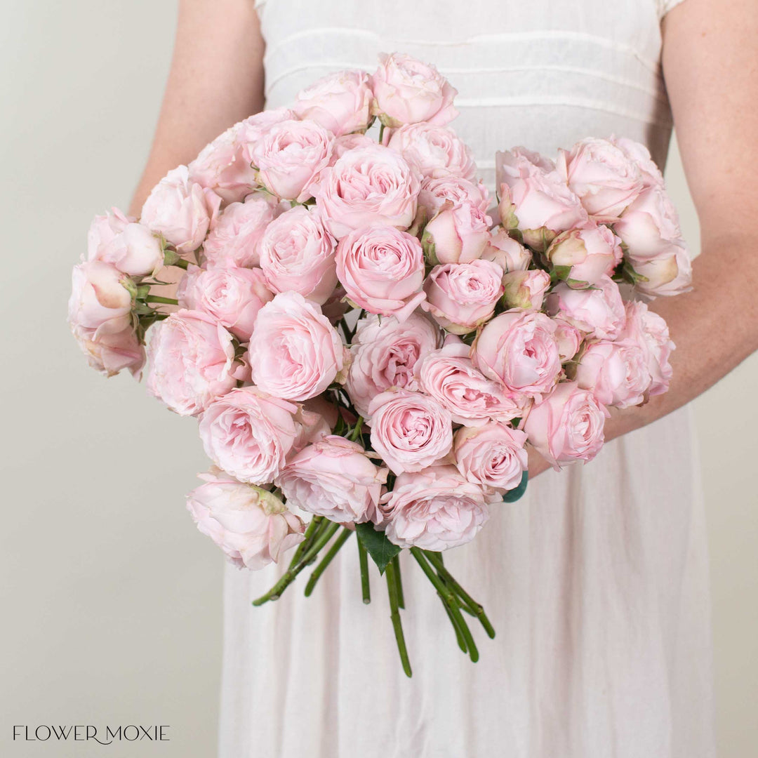 Light Pink Wedding Rosever Spray Garden Roses | Bulk Wedding Flowers - Flower Moxie 24 Stems - per Stem Light Pink Wedding Rosever Spray Garden Roses | Bulk Wedding Flowers - Flower Moxie 24 Stems - per Stem