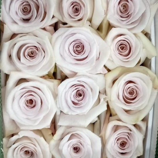 Mauve Beige Rose | Fresh DIY Wedding Flowers | Flower Moxie
