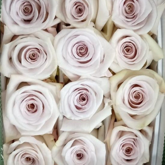 Mauve Beige Rose