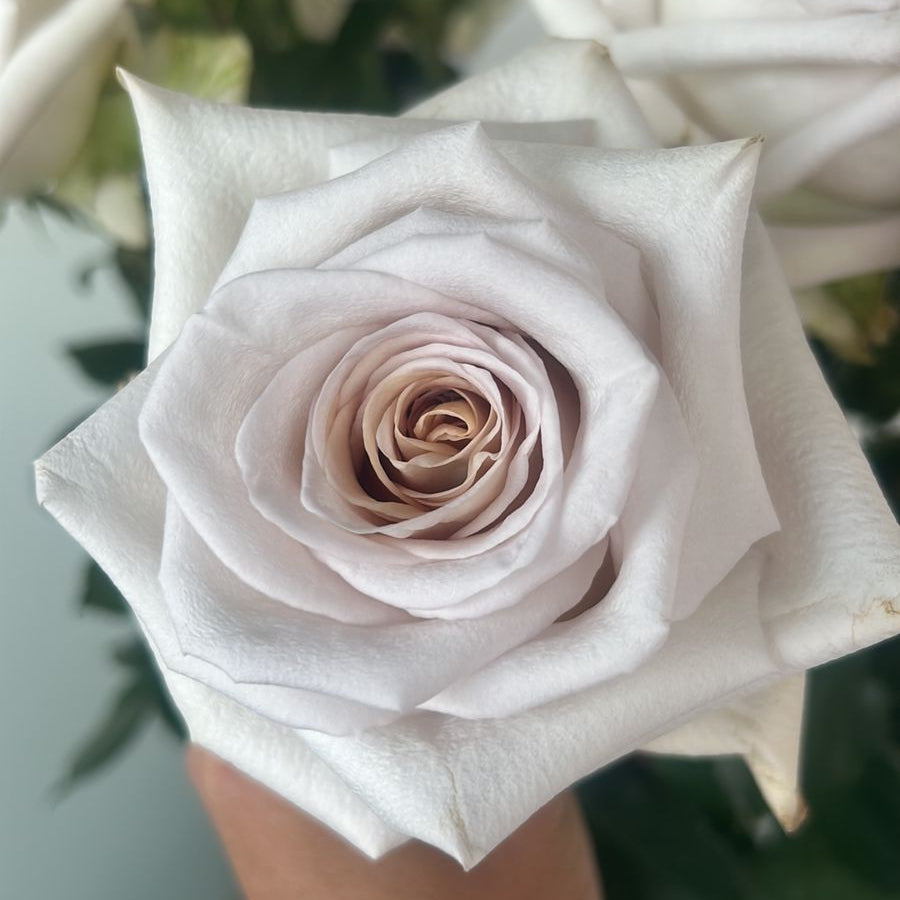 Mauve Beige Rose
