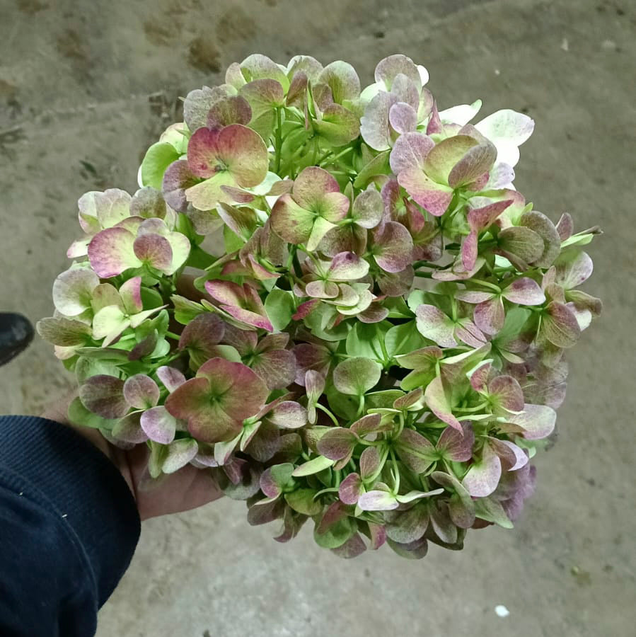 Soft Red Antique Hydrangea Flower
