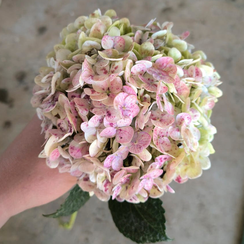 Soft Red Antique Hydrangea Flower
