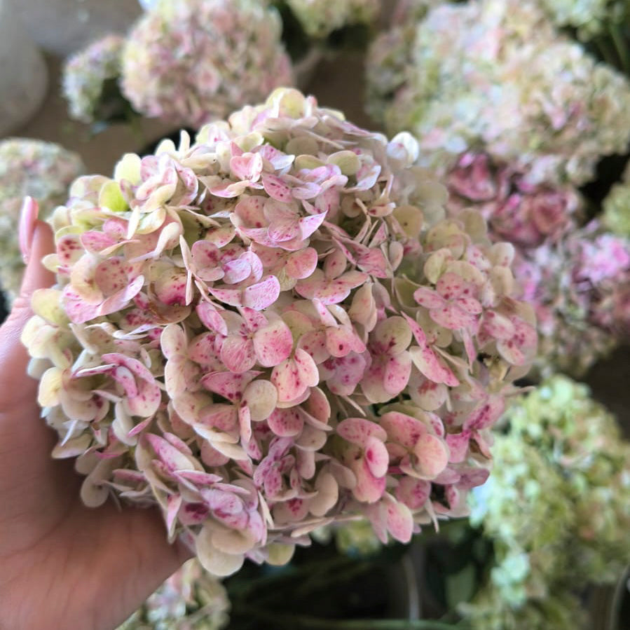 Soft Red Antique Hydrangea Flower
