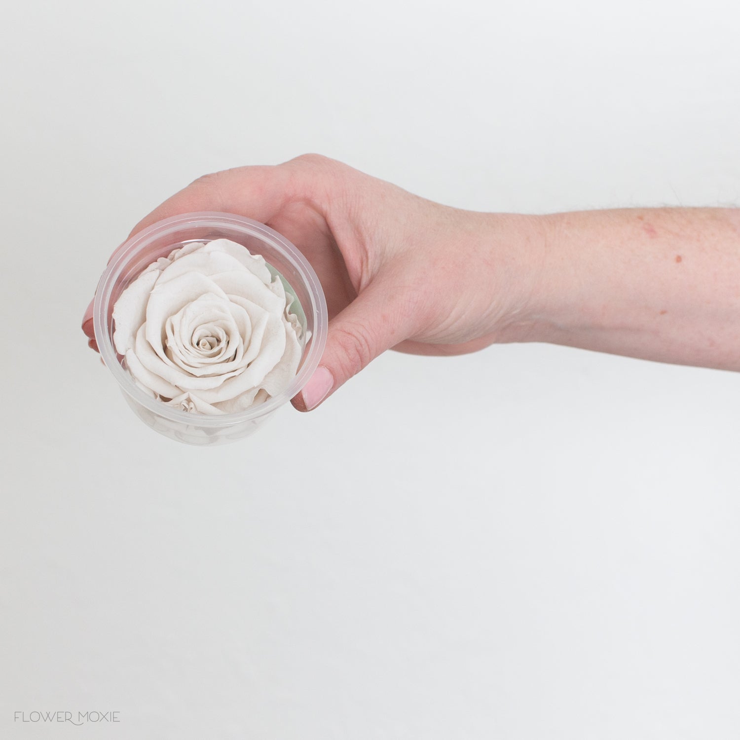 Ivory Preserved Roses