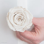 Ivory Preserved Roses