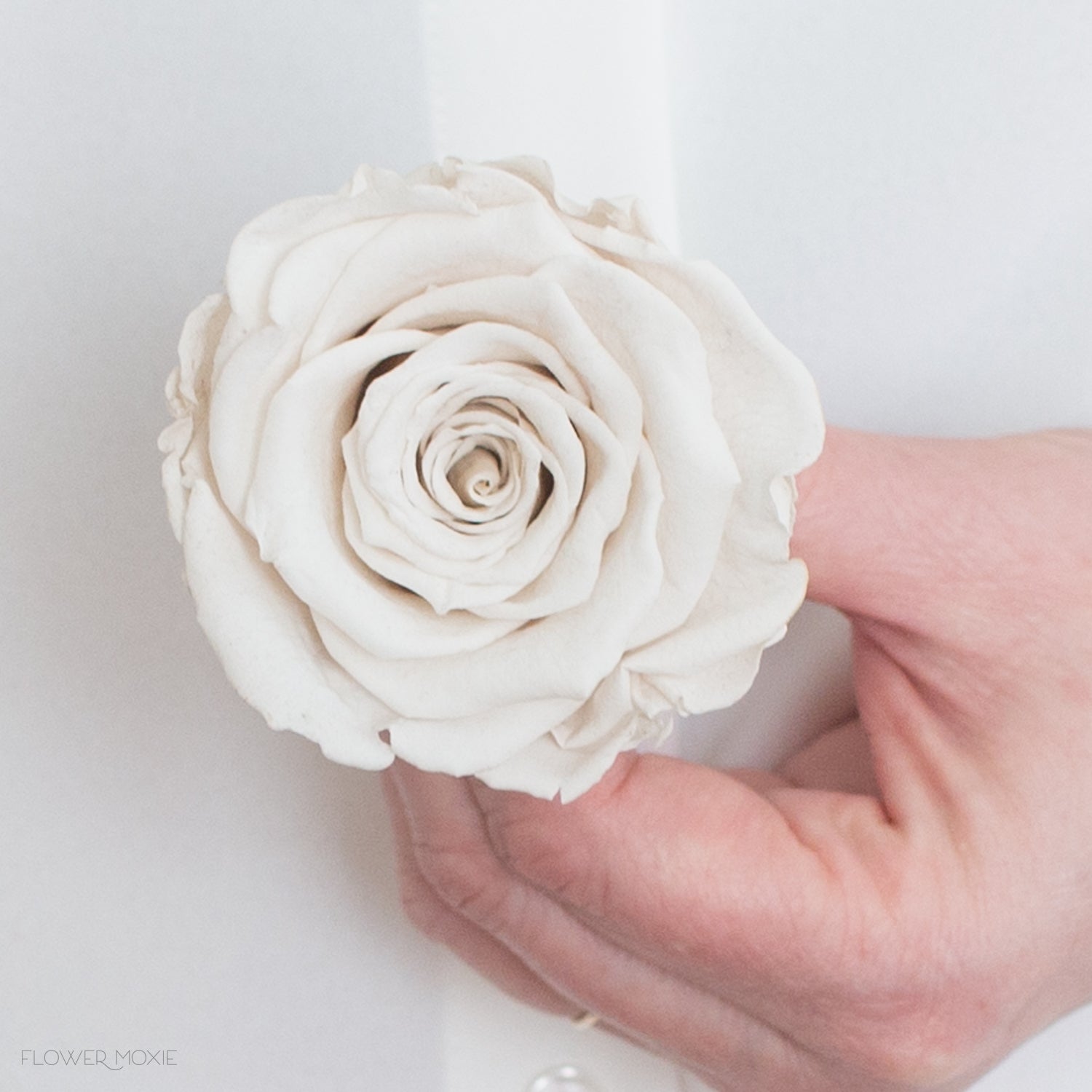 Ivory Preserved Roses