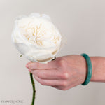 White Cloud Garden Rose
