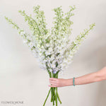 Giant White Hybrid Delphinium Flower
