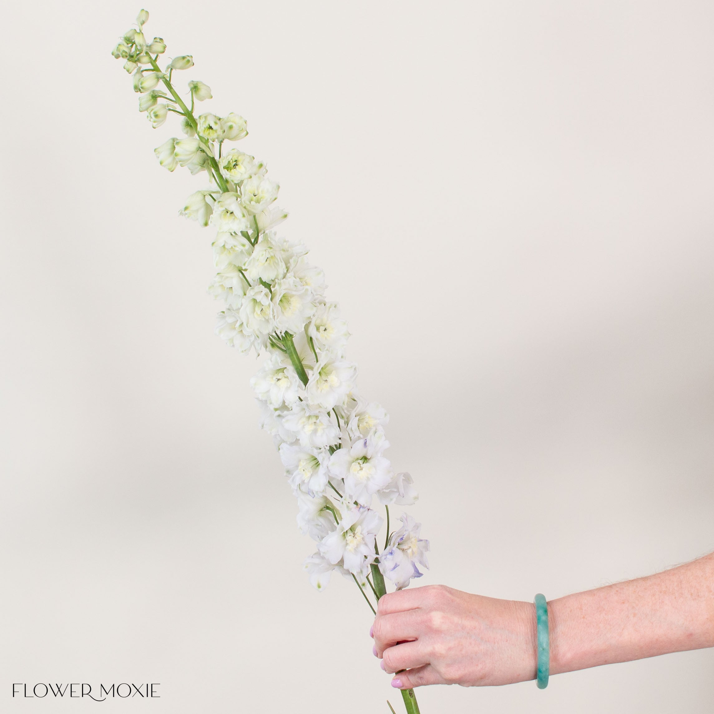 Giant White Hybrid Delphinium Flower