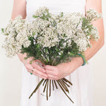 White Rice Flower