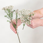 White Rice Flower
