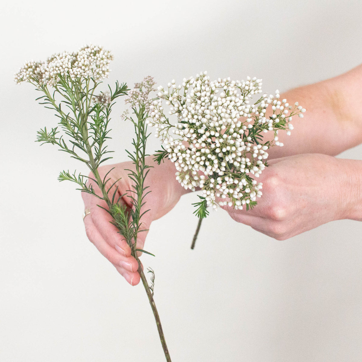 White Rice Flower