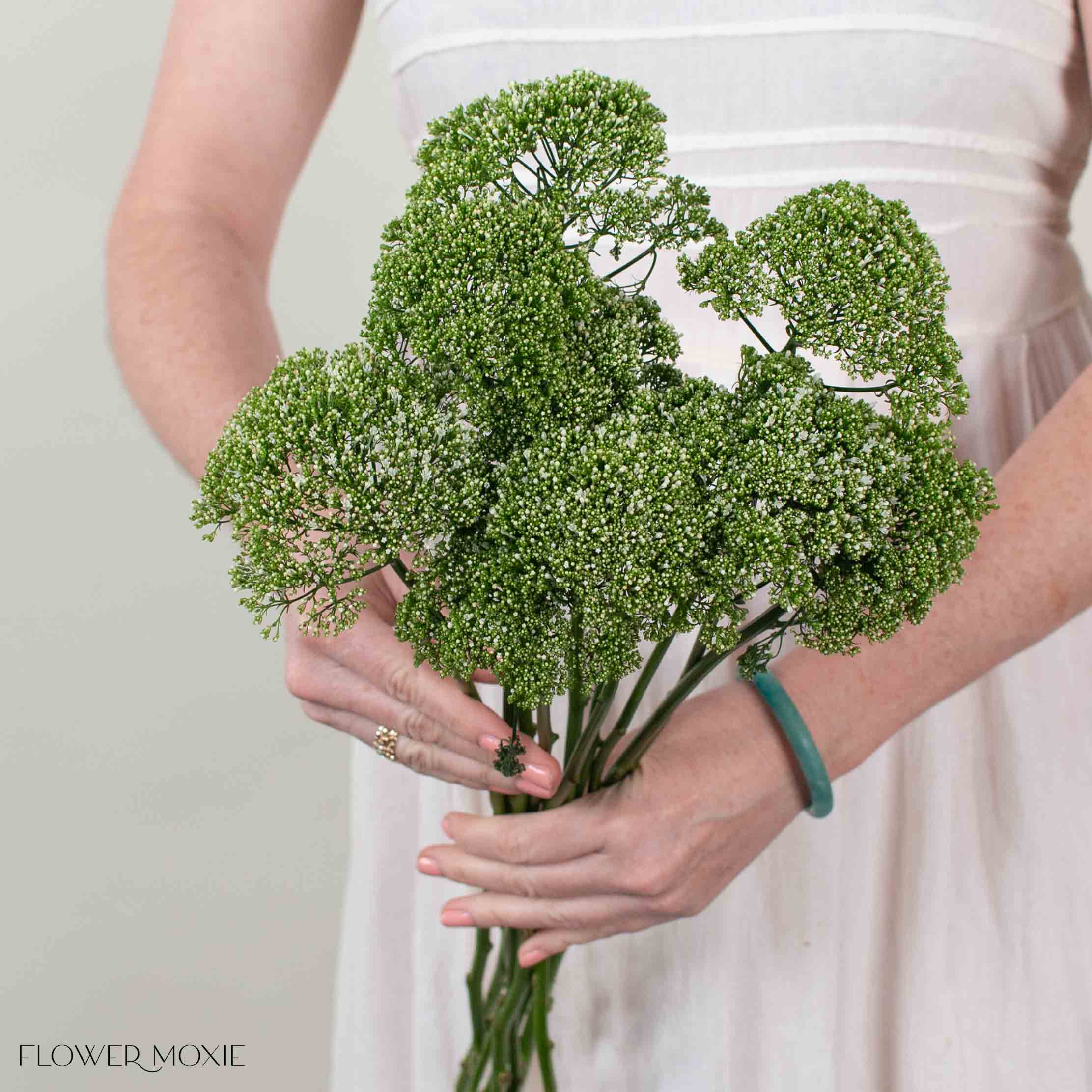 White Trachelium Flower
