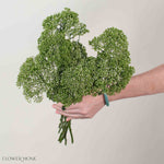 White Trachelium Flower
