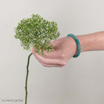 White Trachelium Flower
