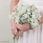 White Yarrow Flower
