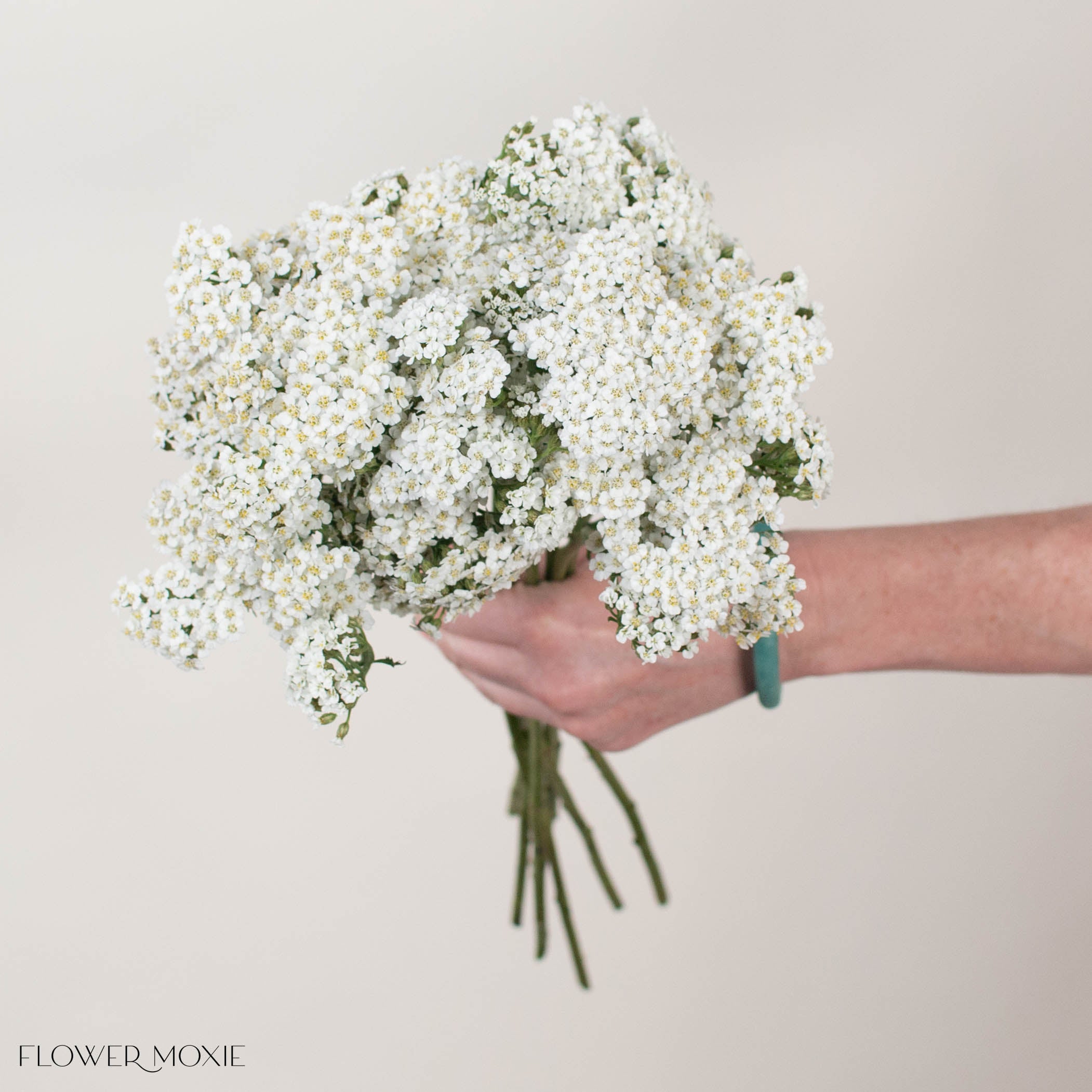White Yarrow Flower
