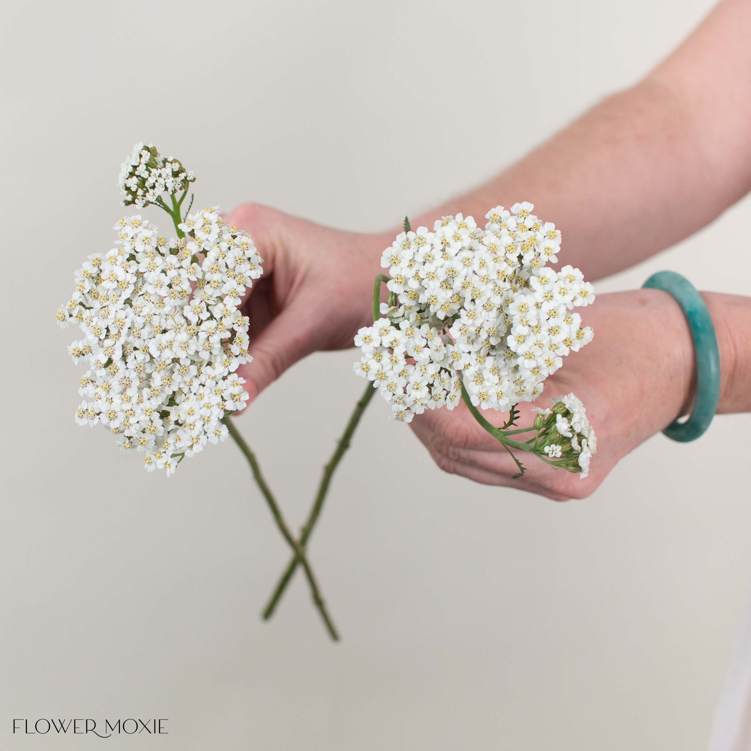 White Yarrow Flower
