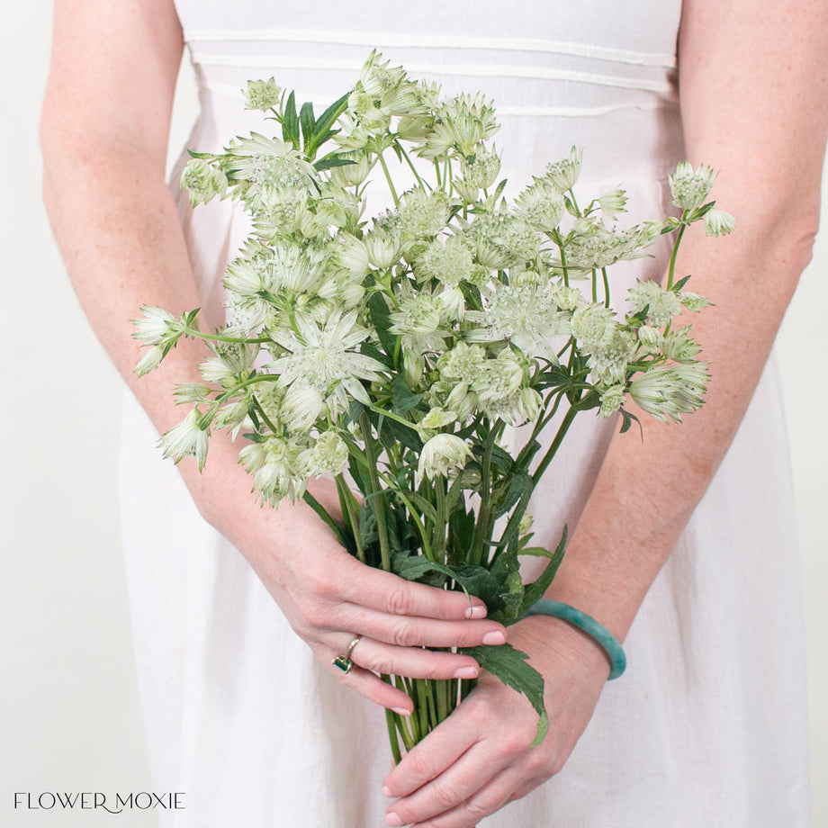 Astrantia Bulk Flowers Diy Wedding Flowers Flower Moxie 