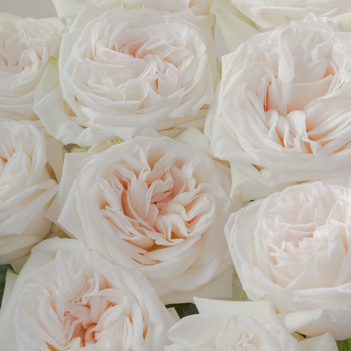 Cream O'Hara Rose Flower