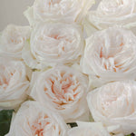 White O'Hara Rose Flower