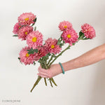 Golden Pink Cremone Flower