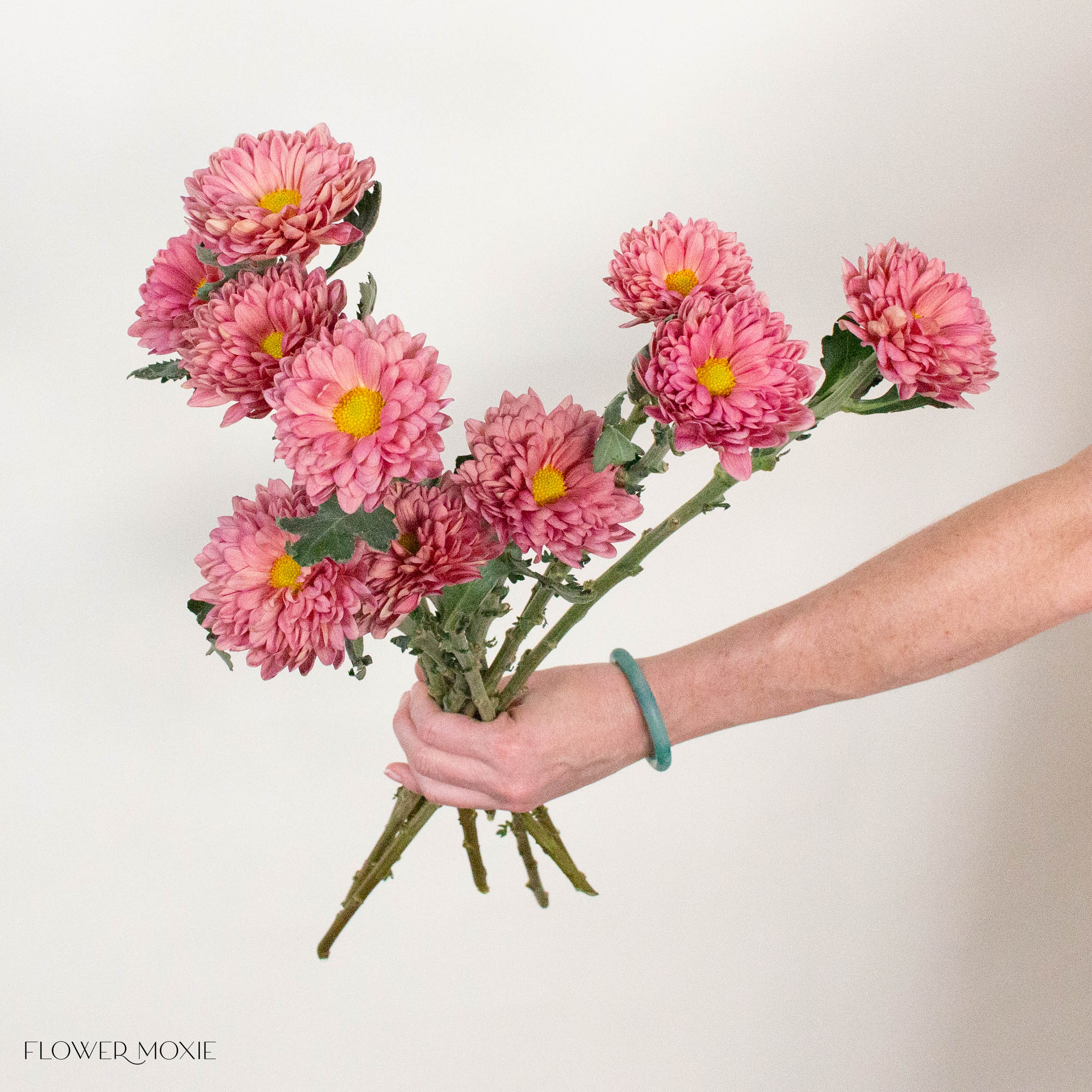Golden Pink Cremone Flower