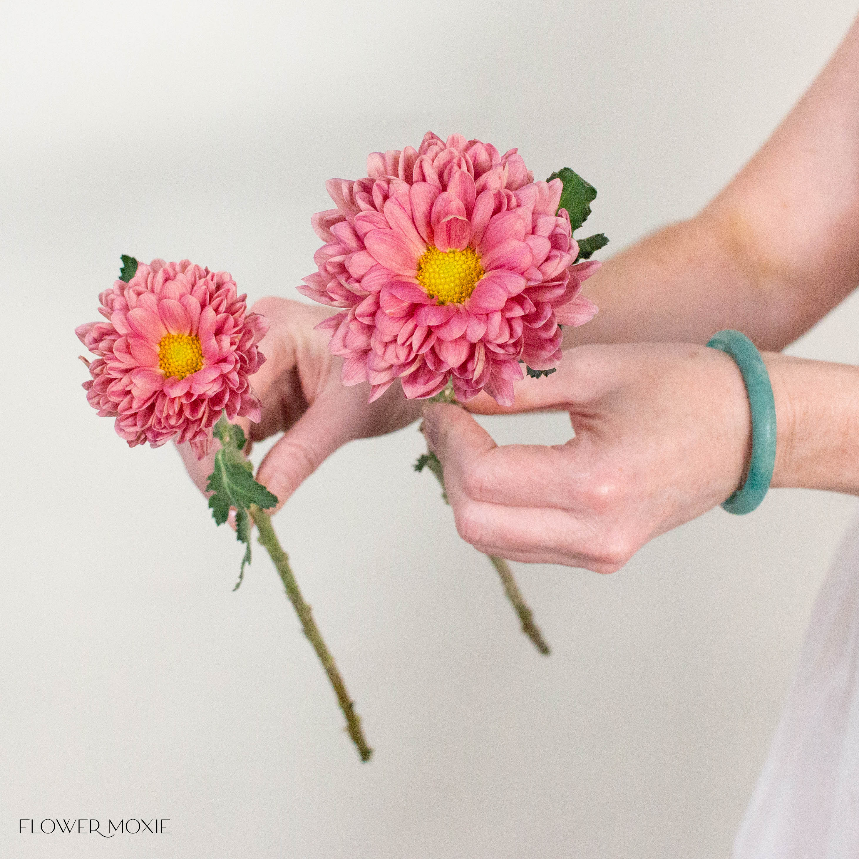 Golden Pink Cremone Flower