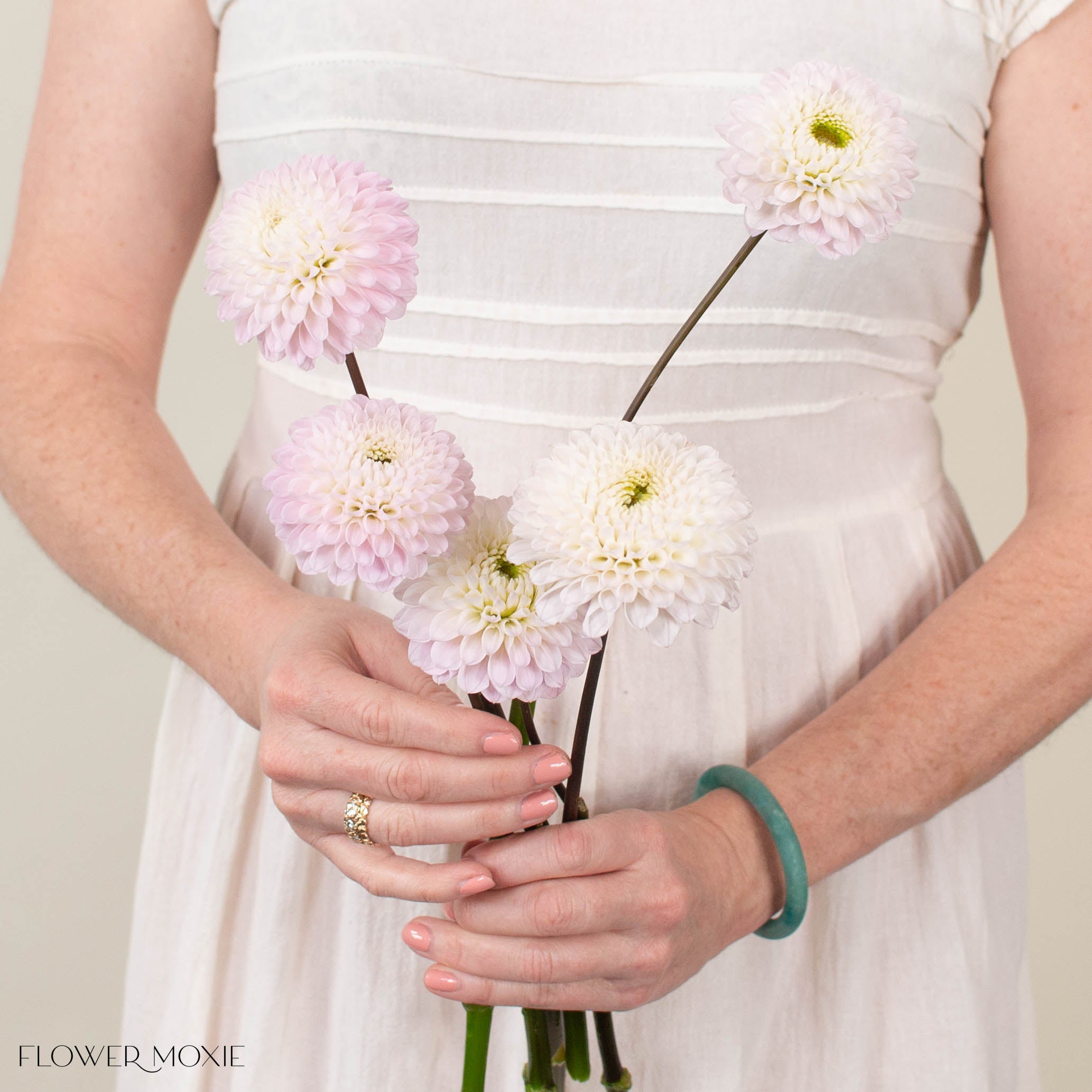 Blush Wizard of Oz Dahlia Flower
