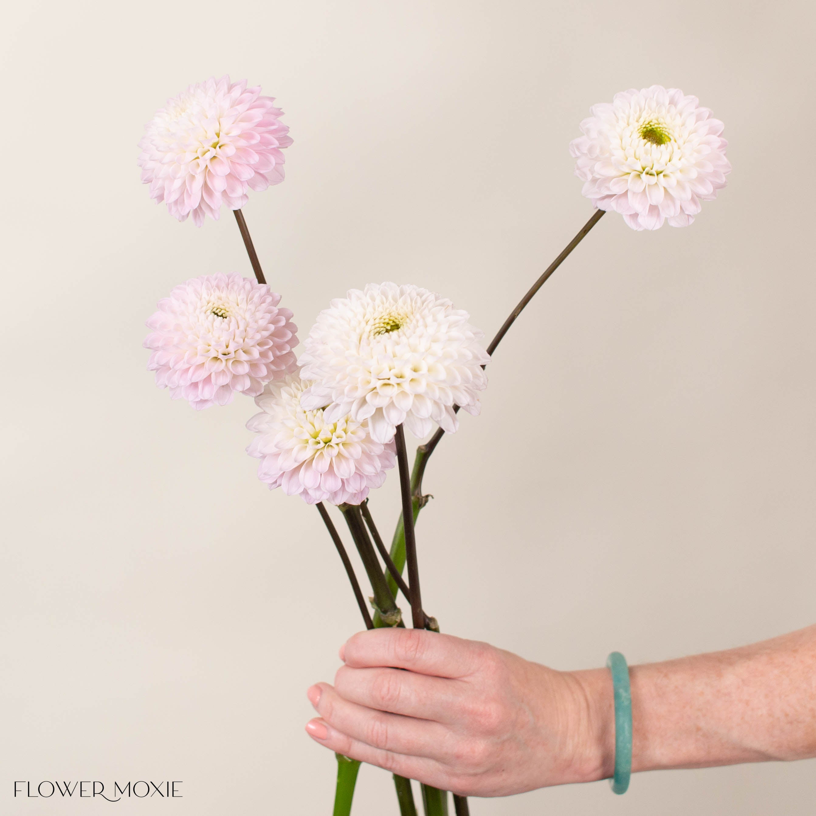 Blush Wizard of Oz Dahlia Flower
