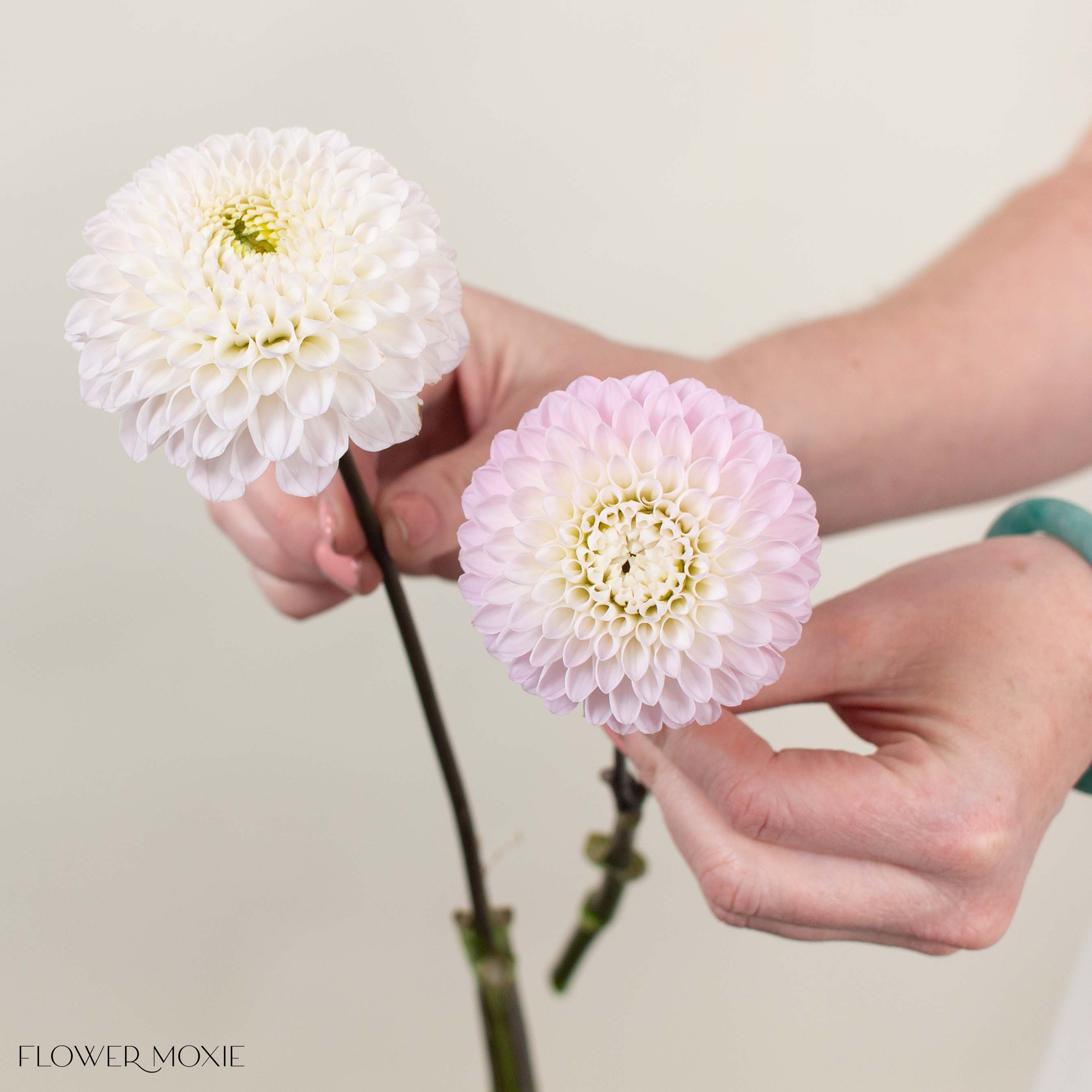 Blush Wizard of Oz Dahlia Flower
